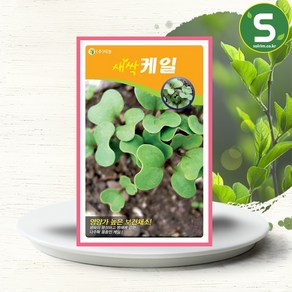 솔림텃밭몰 새싹케일씨앗 12g 새싹케일 새싹채소씨앗 케일씨앗, 1개