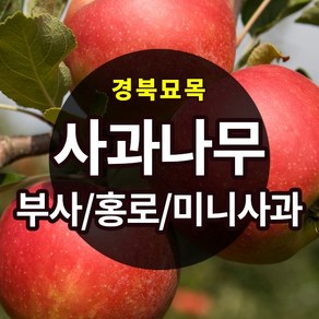 [경북농원] 사과나무묘목 이중접목 특묘 (부사/홍로/시나노골드/미니사과), 부사 이중접목  상묘, 1개