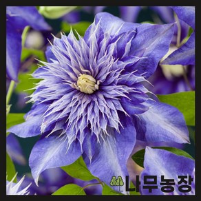 (나무농장) 클레마티스(크레마티스) 멀티블루 P9 포트