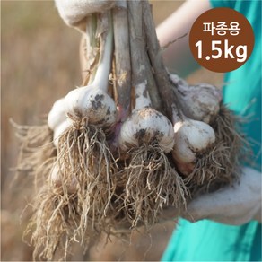 [빅토리팜] 의성토종 종자마늘(씨마늘) 1.5kg, 중+꼬마 - 65개 내외, 1개