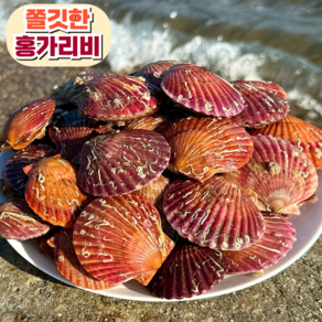 [산지직송] 고성 제철 홍가리비, 1개, 홍가리비 1kg (20미 내외)