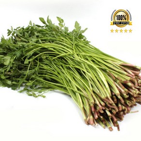 국내산 당일수확 돌미나리 미나리 1단(800-900g), 1개, 1kg