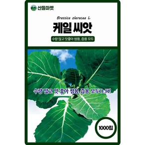 산들마켓 케일 씨앗 1000립 수량 많고 맛 좋은 버팀성이 강한 고급 품종 종자, 1개