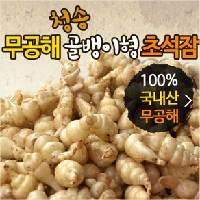 산지직송 무공해 초석잠 골뱅이형초석잠(생)1kg