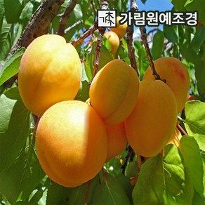 살구나무 왕살구 묘목 R4cm/R5cm 하코드 결실주 묘목 유실수 가림원예조경, R4cm결실주, 1개