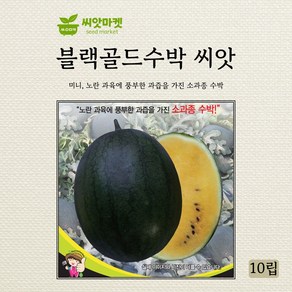 세계종묘 미니골드 애플수박 씨앗 10립, 1개