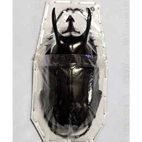 (Chalcosoma atlas keyboh) 아틀라스장수풍뎅이 [D-102] 곤충표본, 60~64mm, 1개