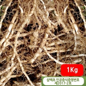 삼백초생뿌리 1kg - 정성들여 키운 국산 생삼백초뿌리, 1개