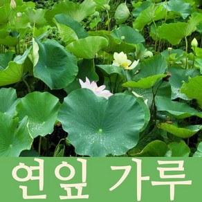 국내산 연잎분말 연잎가루, 1kg, 1개