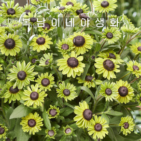루드베키아 언첸티드프로스트 [1개 복남이네야생화 모종 udbeckia], 1개