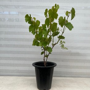 [다은꽃농원]머루나무 중품 머루포도 키우기쉬운 실내공기정화식물 과실수 인테리어, 1개