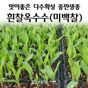 [모종심는아빠] 맛이좋은 다수확성 중만생종 흰찰옥수수 모종, 모종12포트, 1개