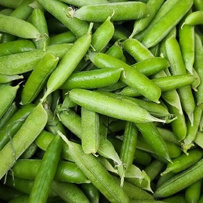 당일수확 산지직송 햇 껍질 완두콩, 1개, 1kg