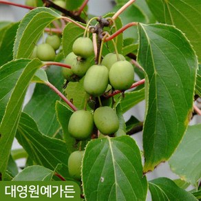 일세다래 키150cm흙분 결실주 자가수정 덩굴식물 다래나무