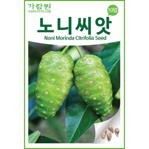 노니 씨앗 열대 과일 종자 희귀 noni seed 씨 10알