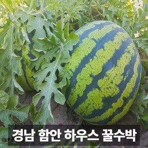 금메달농수산 농장직송 함안 겨울 하우스 수박, 1개, 수박 3kg 이상