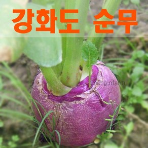 강화도 생산 가을 생 순무 5kg 무청 있습니다 [영인팜], 1박스