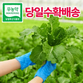 [헤이달다] 유러피안 샐러드(로메인 버터헤드 외 6-8종), 유럽 샐러드 600g, 1박스