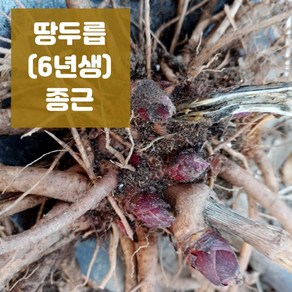 땅두릅 묘목 독활 바로 수확하는 6년생 종근(모종) 5구 10구 20구, 5구(촉), 1개