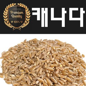 [안전한 수입검역통과제품] 호라산밀 햇 최근통관 호라산밀의 본고장 캐나다산, 2kg(지퍼백), 1개