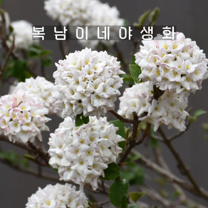 유럽분꽃 카유가 120000[1포트 복남이네야생화 모종 분꽃나무 꽃나무 viburnum]