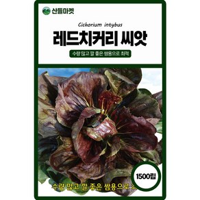 산들마켓 레드치커리 씨앗 1500립 수량 많고 깔 좋은 우수 품종 종자, 단품