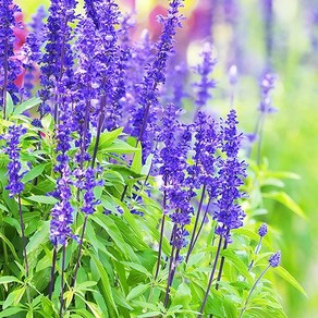 [모야모 허브] 블루세이지(Blue Sage) 씨앗, 대포장 400립, 1개