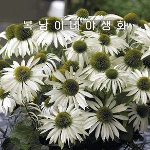 에키네시아 프리마돈나 화이트 [4포트 복남이네야생화 모종 에키나세아 echinacea]