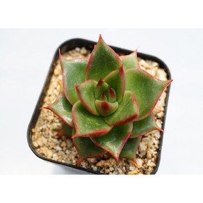 환엽스텔라 (Echeveria Stella) - 다육 창