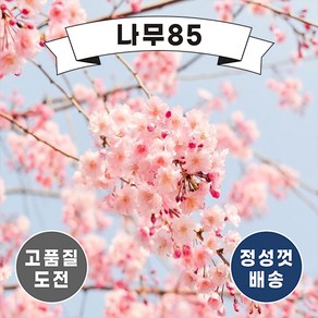 (나무85) 벚나무 6종, 1.왕벚 접목1년, 1개