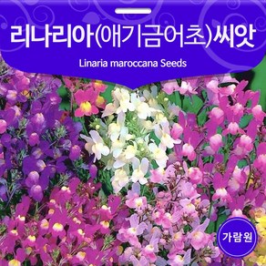 우리꽃 리나리아 씨앗 애기 금어초 씨앗 꽃씨 100알