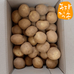 국내산 햇 감자 두백감자 크기별 3kg 5kg 10kg 포슬포슬 분감자, 1개, 두백감자 (소 )3kg