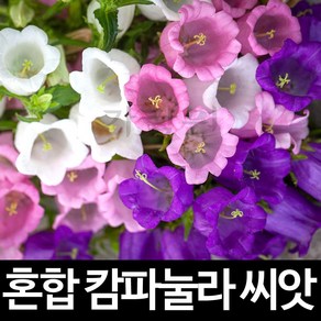 혼합 캄파눌라 씨앗 초롱꽃 종자 꽃씨 꽃씨앗 300알