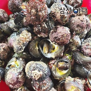 보말(고둥)고동 1kg 자연산 거제도 해녀 직접채취