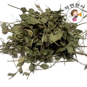 국내산 야생 화살나무 잎 100g, 1개