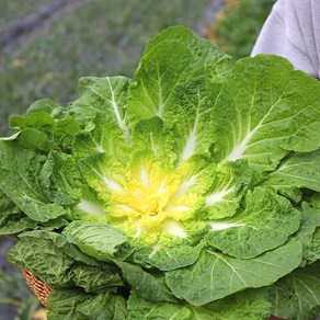 [당일출고] 국내산 제철 봄동 봄동배추 겉절이 알배기 나물, 1박스, 2kg