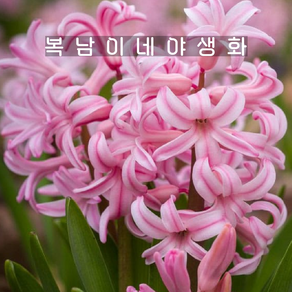 히야신스 핑크 폰단트 [3포트 포트당 1구식재 복남이네야생화 구근 hyacinth], 3개