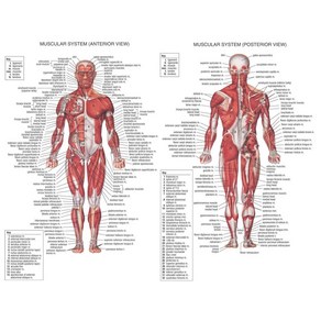 인체 포스터 골격 근육 뼈 해부도 시스템 실크 해부학 차트 천 과학 홈 의료 학교 용품 교육 데코, 20x30cmNofame_16=4