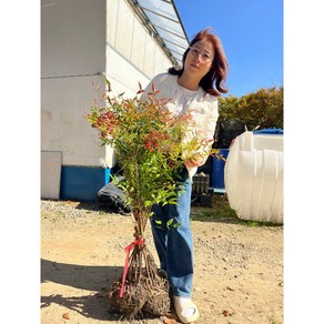 광일농원 남천 80cm 분 5주 묶음, 5개