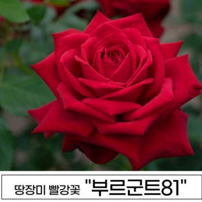 장미나무 3년생 1-2지 독일장미 사계장미 땅장미 정원장미, 1개, 부르군트81