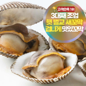 [겁나게맛있꼬막] 삼시세끼연구소 쫄깃함 폭발하는 햇 벌교 꼬막 새꼬막, 1kg(소) 내외, 1개