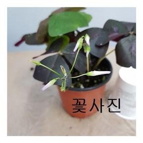 자주잎 사랑초32, 1개