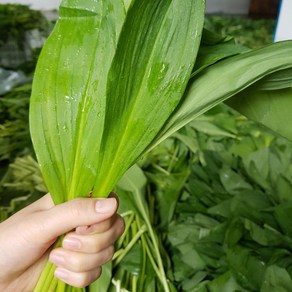 [대용량할인]울릉도종 생명이나물 잎명이 산마늘잎 명이생채, 1박스, 3kg