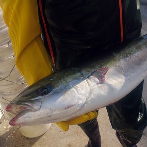 제철 대 방어 손질 회 필렛 한마리 300g 400g 500g 5 6 7 8 9 10 11 kg, 1개, 대방어6~7kg(9~10인분)