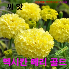 (꽃씨) 팝플러스 멕시칸 메리골드 10립, 1개