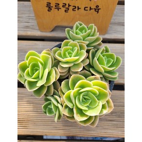 [룰루랄라다육][랜덤]다육식물 아레나스, 1개