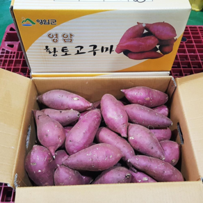 영암 명품 꿀고구마, 영암꿀고구마 10kg (중), 1개