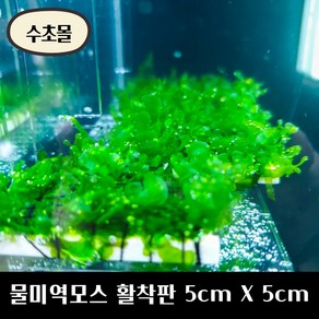 [수초몰] 물미역모스 5cm X 5cm 활착판 /활착 모스 초보수초 음성수초 활착수초 활착모스 모스활착 피규어모스 화산석활착 구피 새우 수초맛집 피규어활착 피규어 모스볼