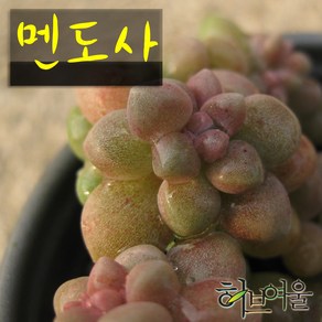 [허브여울다육] 멘도사 지름 9cm 소품화분(상토와 마사만사용 건강한식물), 1개, 멘도사소품