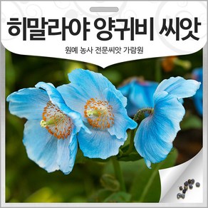 히말라야 양귀비 씨앗 푸른 양귀비씨 종자 꽃씨 20알, 1개